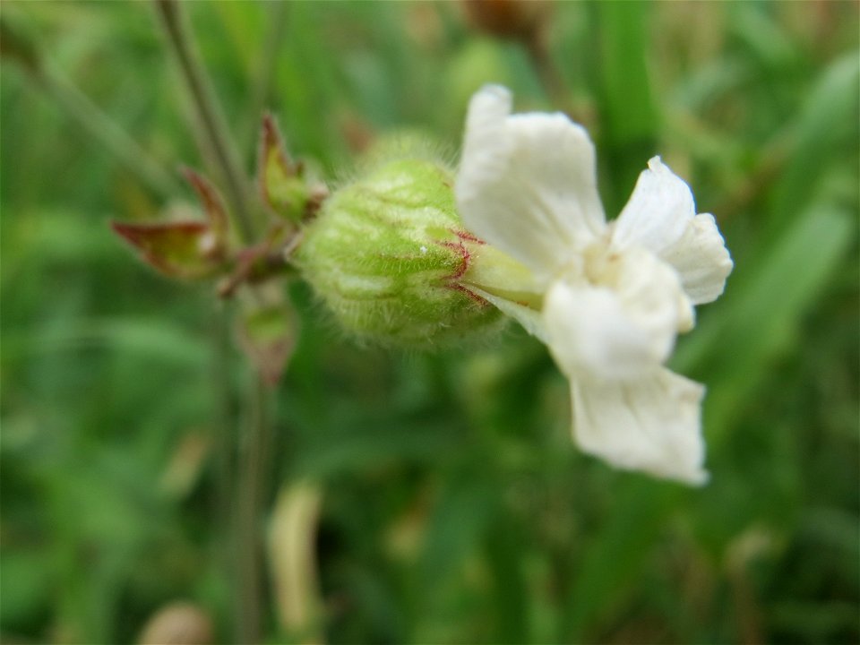 Weiße Lichtnelke (Silene latifolia) bei Wiesbaden-Nordenstadt