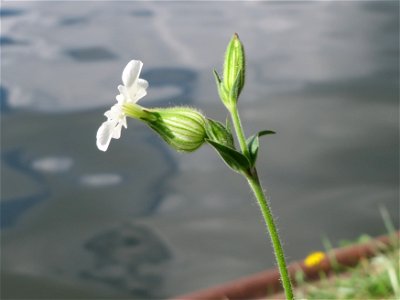 Weiße Lichtnelke  (Silene latifolia) an der Saar in Saarbrücken