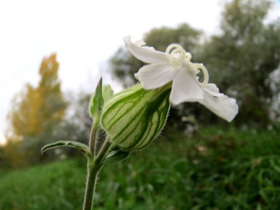 Weiße Lichtnelke (Silene latifolia) im Landesgartenschaupark Hockenheim