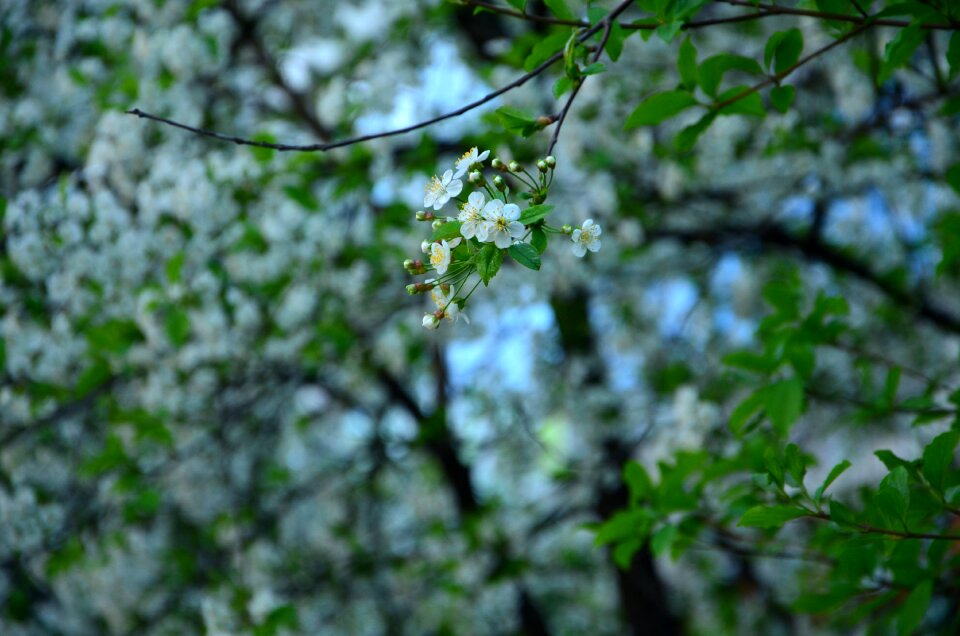 Nature plant cherry