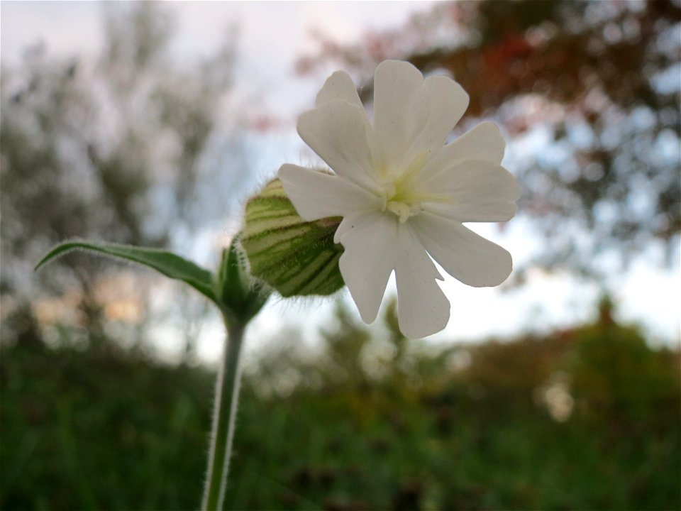 Weiße Lichtnelke (Silene latifolia) im Landesgartenschaupark Hockenheim
