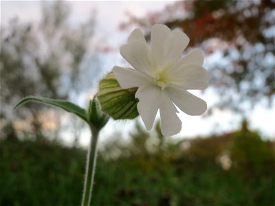 Weiße Lichtnelke (Silene latifolia) im Landesgartenschaupark Hockenheim