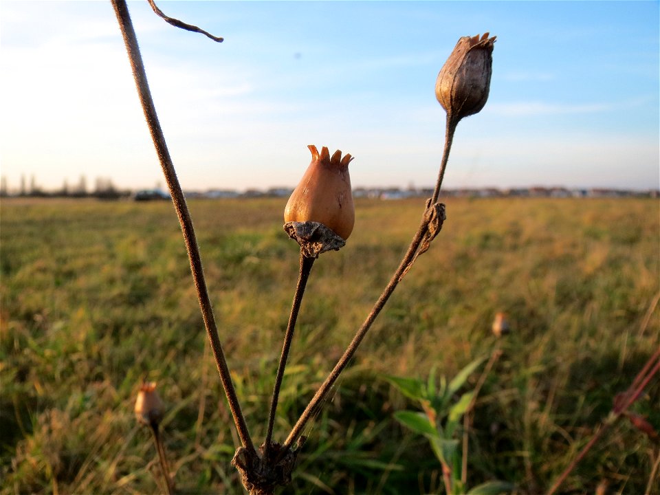 Weiße Lichtnelke (Silene latifolia) bei Hockenheim