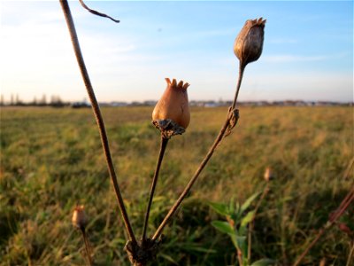 Weiße Lichtnelke (Silene latifolia) bei Hockenheim