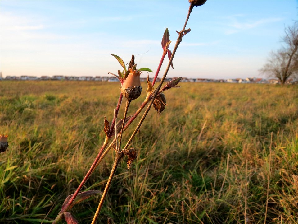 Weiße Lichtnelke (Silene latifolia) bei Hockenheim
