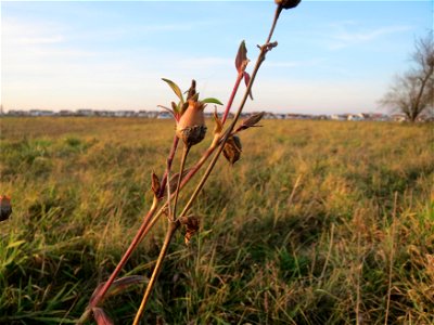 Weiße Lichtnelke (Silene latifolia) bei Hockenheim