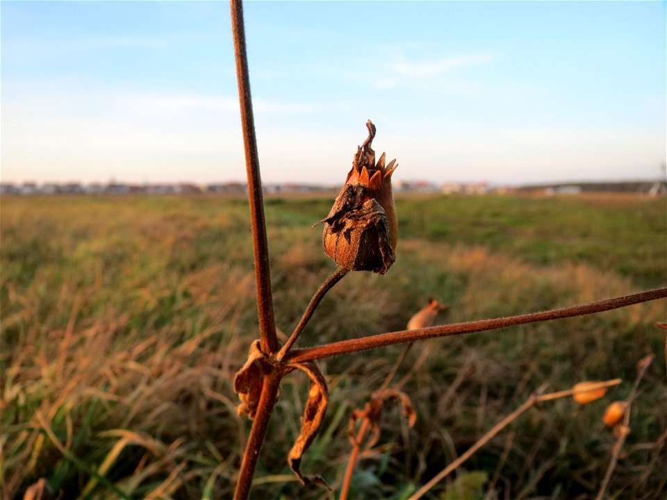 Weiße Lichtnelke (Silene latifolia) bei Hockenheim