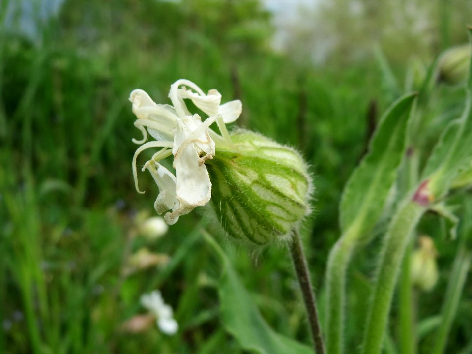 Weiße Lichtnelke (Silene latifolia) im Landschaftsschutzgebiet Hockenheimer Rheinbogen