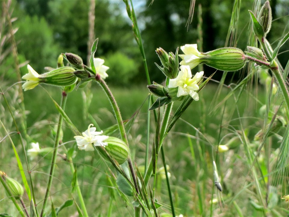 Weiße Lichtnelke (Silene latifolia) im Landschaftsschutzgebiet „Hockenheimer Rheinbogen“