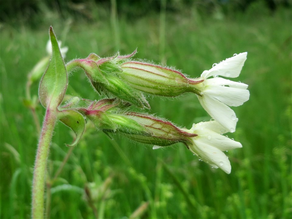 Weiße Lichtnelke (Silene latifolia) an der Saaraue Güdingen