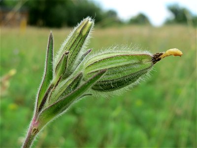 Weiße Lichtnelke (Silene latifolia) in Hockenheim