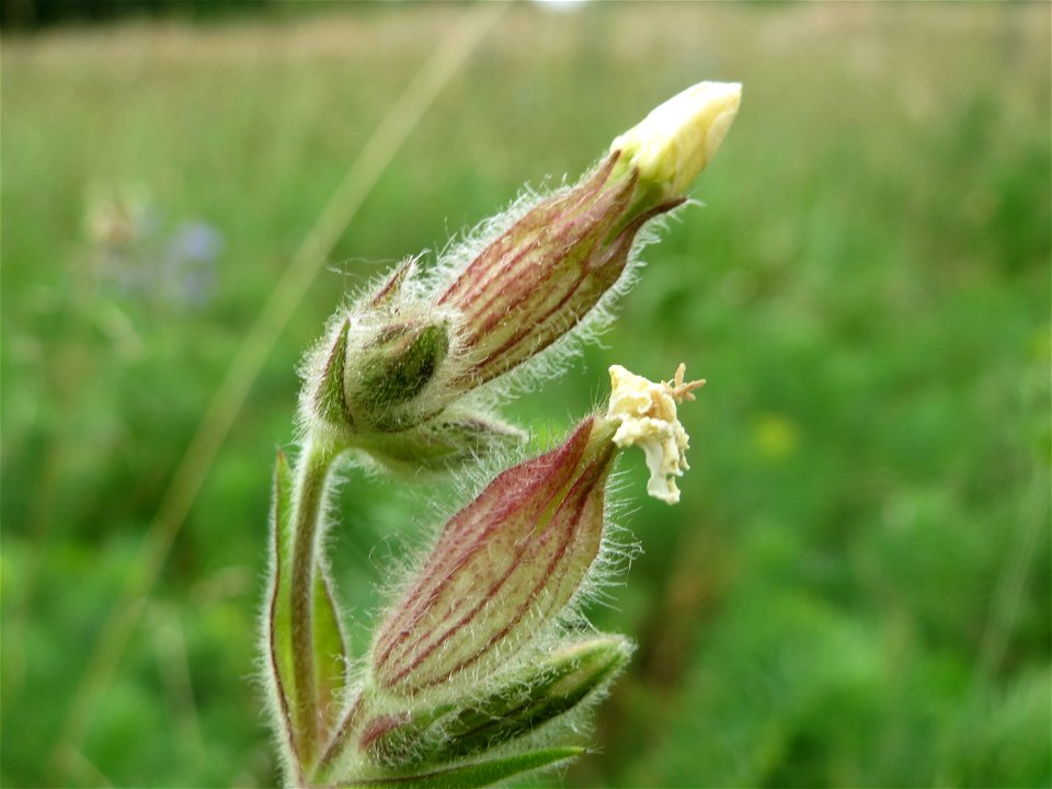 Weiße Lichtnelke (Silene latifolia) in Hockenheim