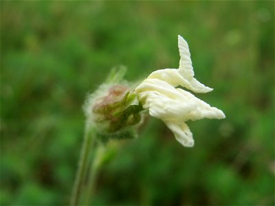 Weiße Lichtnelke (Silene latifolia) in Hockenheim
