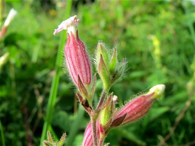 Weiße Lichtnelke (Silene latifolia) im Schwetzinger Hardt - an der Bahnstrecke Mannheim-Karlsruhe findet sich ein kleines Sandmagerrasen-Biotop mit typischer Binnendünen-Vegetation