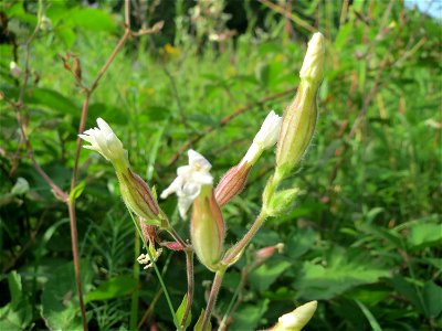 Weiße Lichtnelke (Silene latifolia) im Schwetzinger Hardt - an der Bahnstrecke Mannheim-Karlsruhe findet sich ein kleines Sandmagerrasen-Biotop mit typischer Binnendünen-Vegetation