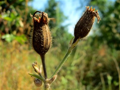 Weiße Lichtnelke (Silene latifolia) in Hockenheim