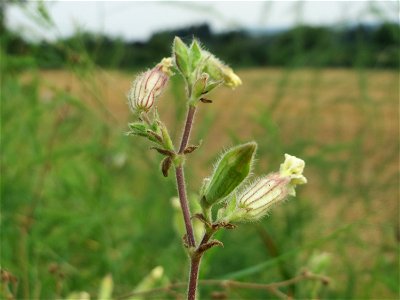 Weiße Lichtnelke (Silene latifolia) an der Elisabethenstraße bei Wiesbaden