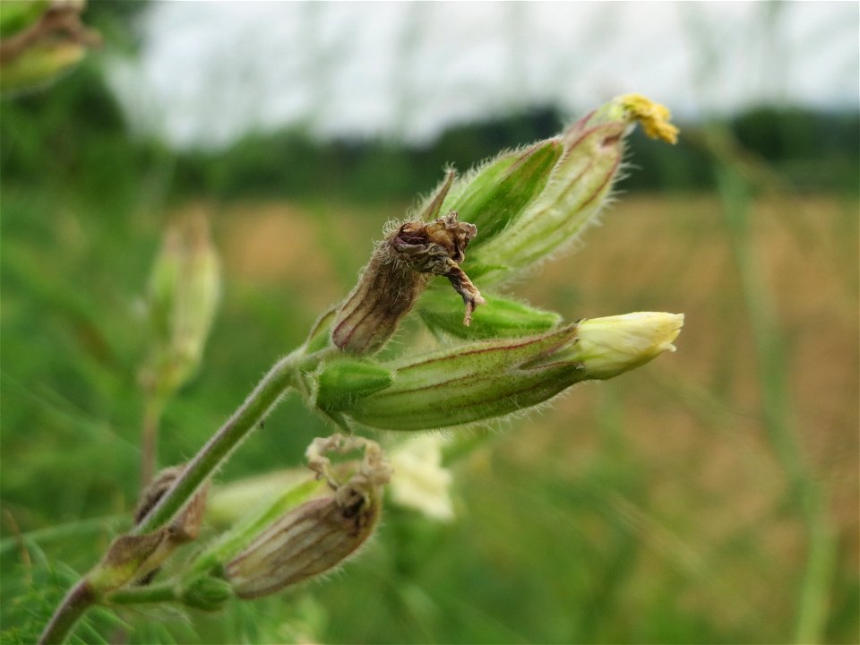Weiße Lichtnelke (Silene latifolia) an der Elisabethenstraße bei Wiesbaden