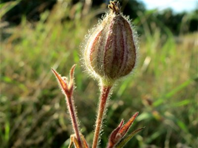 Weiße Lichtnelke (Silene latifolia) in Hockenheim
