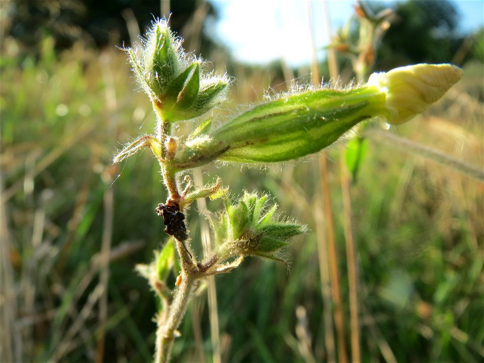 Weiße Lichtnelke (Silene latifolia) in Hockenheim