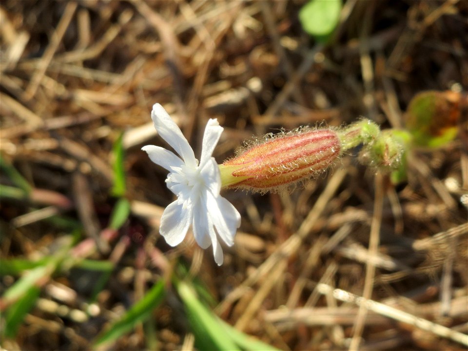 Weiße Lichtnelke  (Silene latifolia) in Saarbrücken