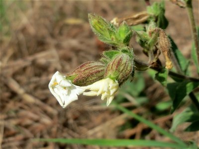 Weiße Lichtnelke (Silene latifolia) in Oftersheim