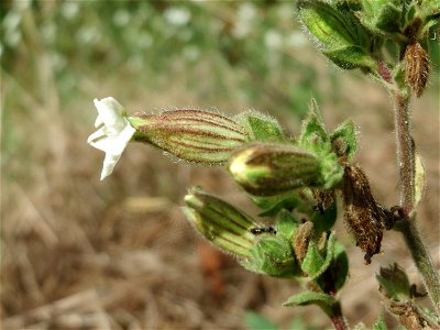 Weiße Lichtnelke (Silene latifolia) in Oftersheim