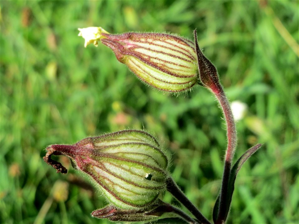 Weiße Lichtnelke (Silene latifolia) in Hockenheim