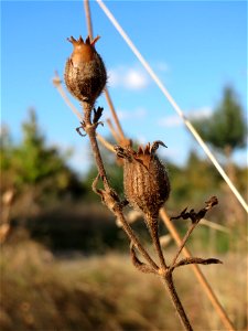 Mumienbotanik: Weiße Lichtnelke (Silene latifolia) in Hockenheim