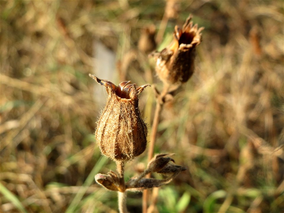 Mumienbotanik: Weiße Lichtnelke (Silene latifolia) in Hockenheim-Talhaus