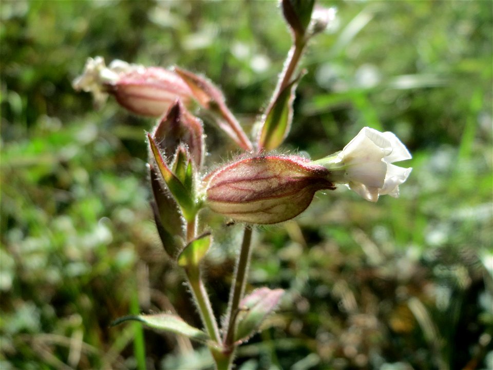 Weiße Lichtnelke (Silene latifolia) am unmittelbaren Rand vom Naturschutzgebiet Wagbachniederung (Gemarkung Altlußheim)
