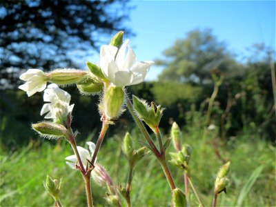 Weiße Lichtnelke (Silene latifolia) am unmittelbaren Rand vom Naturschutzgebiet Wagbachniederung (Gemarkung Altlußheim)