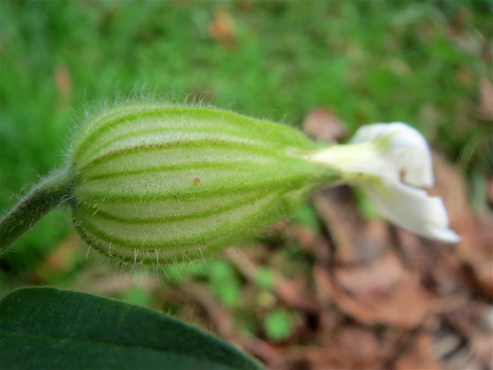 Weiße Lichtnelke (Silene latifolia) in Hockenheim