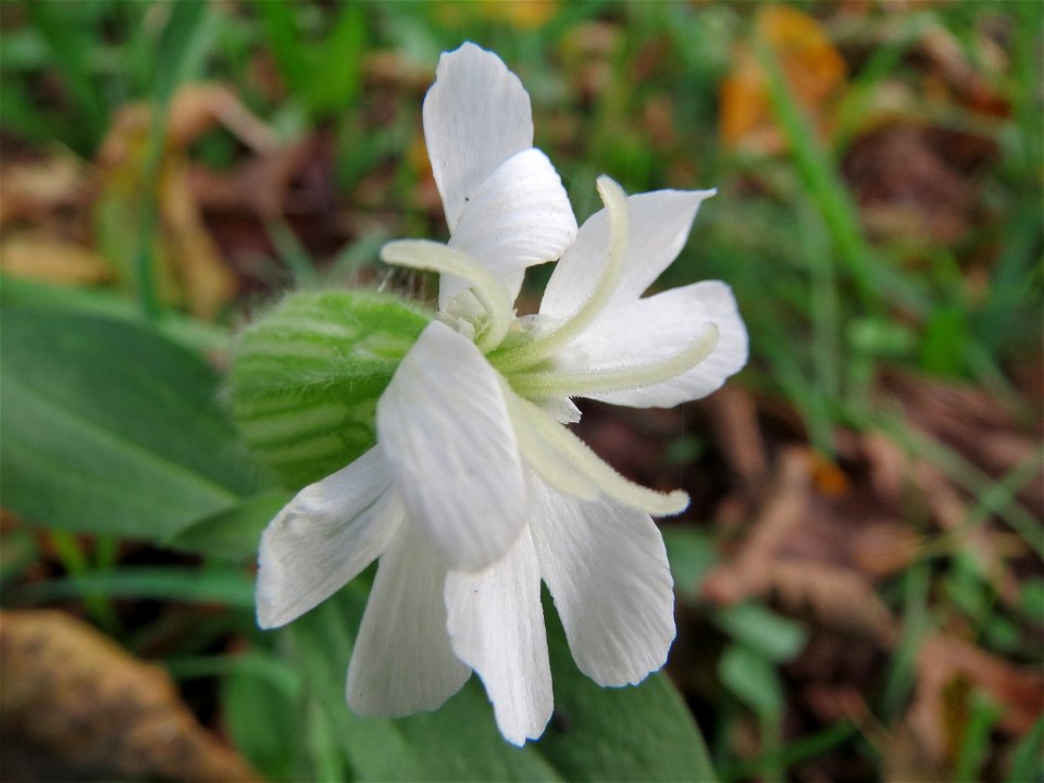 Weiße Lichtnelke (Silene latifolia) in Hockenheim
