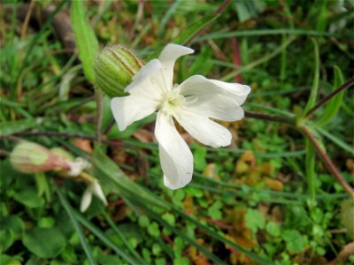 Weiße Lichtnelke (Silene latifolia) in Hockenheim