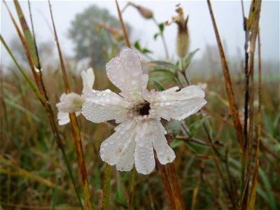 Weiße Lichtnelke (Silene latifolia) in Hockenheim