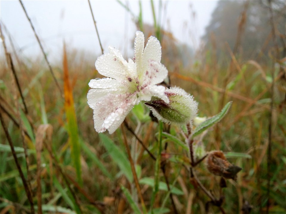 Weiße Lichtnelke (Silene latifolia) in Hockenheim