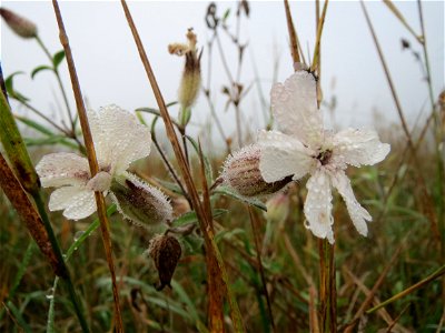 Weiße Lichtnelke (Silene latifolia) in Hockenheim