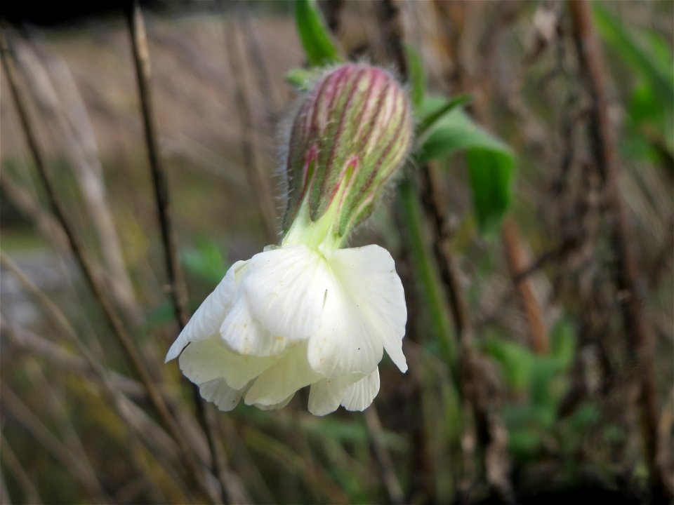 Weiße Lichtnelke (Silene latifolia) auf einem Sandhügel bei Hockenheim (Gemarkung Reilingen)