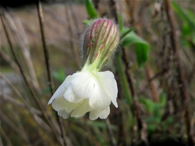 Weiße Lichtnelke (Silene latifolia) auf einem Sandhügel bei Hockenheim (Gemarkung Reilingen)