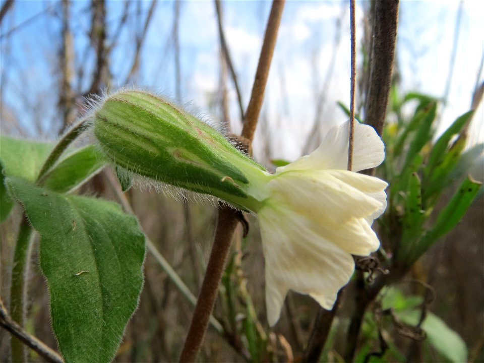 Weiße Lichtnelke (Silene latifolia) auf einem Sandhügel bei Hockenheim (Gemarkung Reilingen)