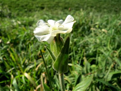Weiße Lichtnelke (Silene latifolia) bei Reilingen