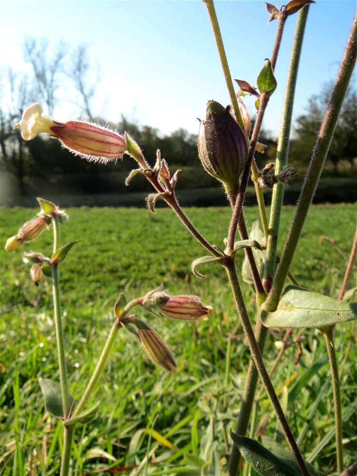 Weiße Lichtnelke (Silene latifolia) bei Reilingen