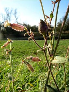 Weiße Lichtnelke (Silene latifolia) bei Reilingen
