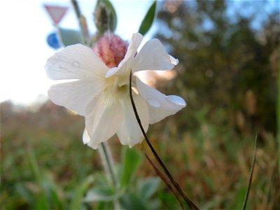 Weiße Lichtnelke (Silene latifolia) in Hockenheim