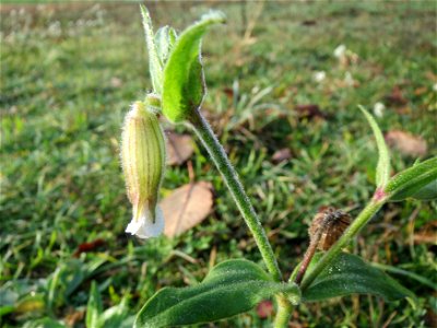 Morgentau an einer Weißen Lichtnelke (Silene latifolia) in Hockenheim