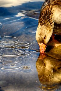 Bird water nature