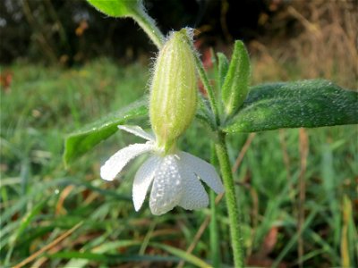 Morgentau an einer Weißen Lichtnelke (Silene latifolia) in Hockenheim