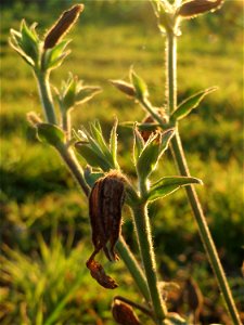 Weiße Lichtnelke (Silene latifolia) in Hockenheim-Talhaus