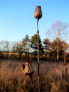 Mumienbotanik: Weiße Lichtnelke (Silene latifolia) auf einer Extensivfläche im Landesgartenschaupark in Hockenheim